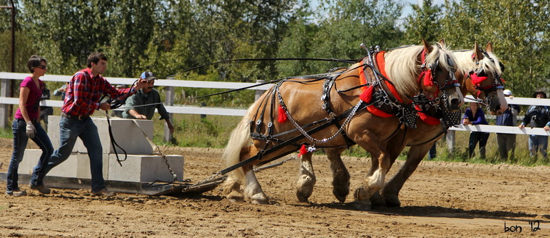 Horse pulling1.jpg Horse pulling1.jpg